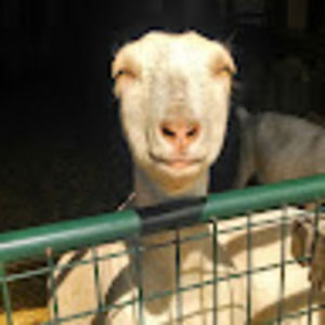 Meet your Posher, Mary